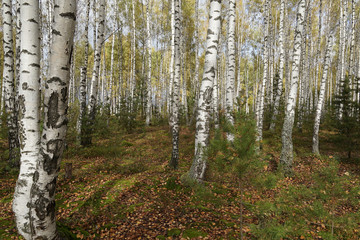 forest