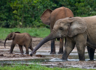 Group of forest elephants in the forest edge. Republic of Congo. Dzanga-Sangha Special Reserve. Central African Republic. An excellent illustration.