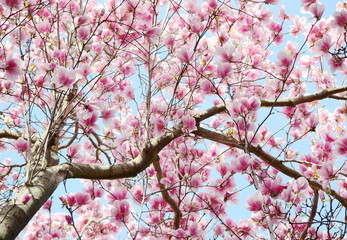 Fototapety  kwiat drzewa magnolii