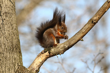 Red squirrel eating nut