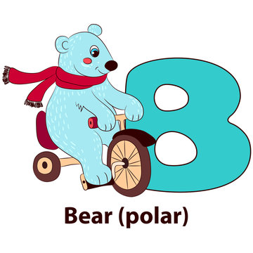 Letter B - Bear polar. Alphabet with cute animals. Vector illustration