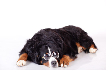 бернский зенненхунд Bern Mountain Dog