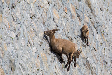 Stambecchi - Antrona, Cingino 