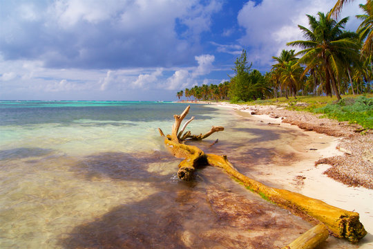 Caribbean beach with tree in water
