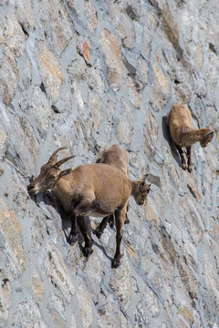 Stambecchi - Antrona, Cingino