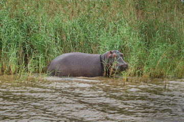Fototapeta na wymiar Hippopotamus, St. Lucia. South Africa. 