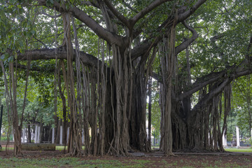 Cuba Baum mit Luftwurzeln