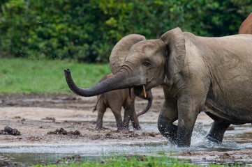 Obraz premium Forest elephants in the forest edge. Republic of Congo. Dzanga-Sangha Special Reserve. Central African Republic. An excellent illustration.