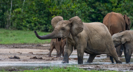 Fototapeta premium Group of forest elephants in the forest edge. Republic of Congo. Dzanga-Sangha Special Reserve. Central African Republic. An excellent illustration.