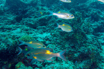 School of Yellow striped silver Fishes,