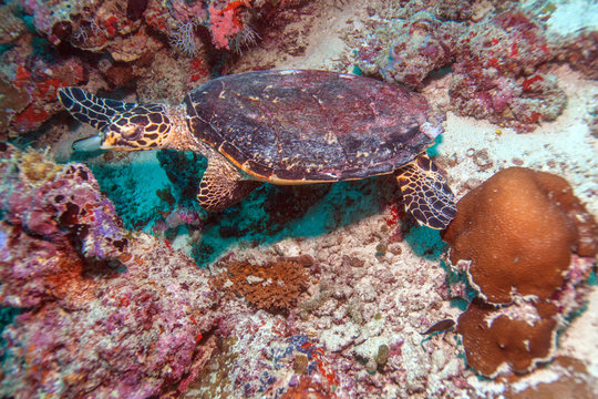 The Hawksbill Turtle (Eretmochelys imbricata) near Corals