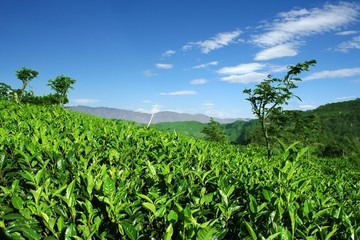Fototapeta na wymiar Highlands tea plantations in Haputale, Sri Lanka