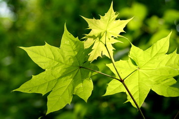 Spring leaves with beautiful colours