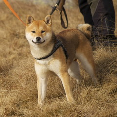 Akita