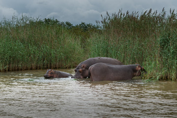 Fototapeta premium Hippopotamus, St. Lucia. South Africa. 