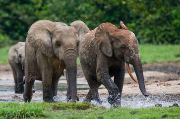Naklejka premium Forest elephants playing with each other. Central African Republic. Republic of Congo. Dzanga-Sangha Special Reserve. An excellent illustration.