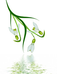 spring flowers snowdrops isolated on white background