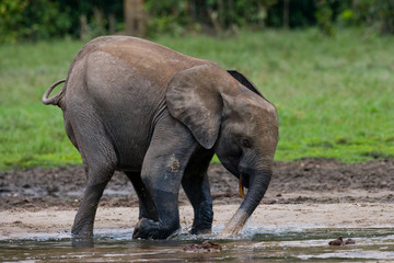 Fototapeta premium Forest elephant drinking water from a source of water. Central African Republic. Republic of Congo. Dzanga-Sangha Special Reserve. An excellent illustration.