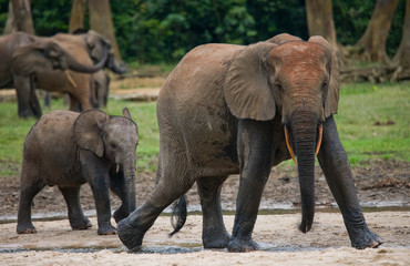 Group of forest elephants in the forest edge. Republic of Congo. Dzanga-Sangha Special Reserve. Central African Republic. An excellent illustration.