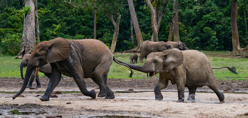 Fototapeta premium Forest elephants playing with each other. Central African Republic. Republic of Congo. Dzanga-Sangha Special Reserve. An excellent illustration.