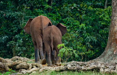 Two forest elephant go into the jungle. Central African Republic. Republic of Congo. Dzanga-Sangha Special Reserve. An excellent illustration.
