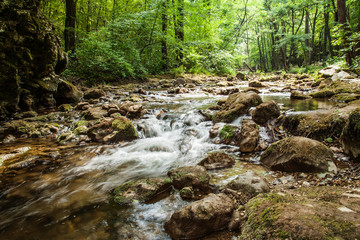 forest stream in summer
