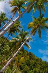 Fototapeta na wymiar Very Tall Palm Trees by the beach and under bright blue sky in Raja Ampat