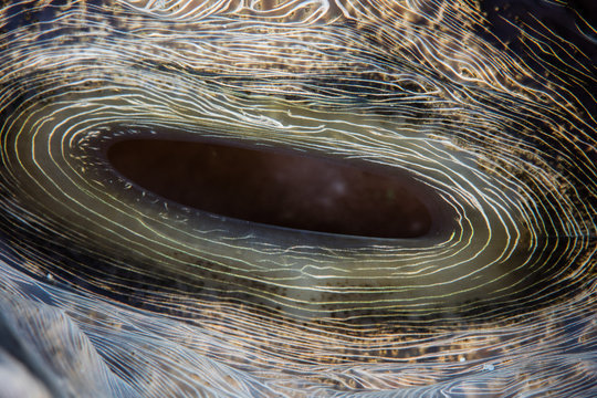 Giant Clam Siphon Abstract