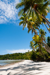 Fototapeta na wymiar Palm trees at a Tropical Raja Ampat Beach with blue sky and ocean
