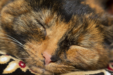Fototapeta na wymiar Sleeping tortoiseshell cat