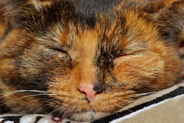 Sleeping tortoiseshell cat