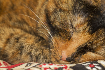 Tortoiseshell cat closeup portrait