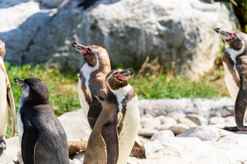 Colony Of Magellanic Penguins (Spheniscus Magellanicus)