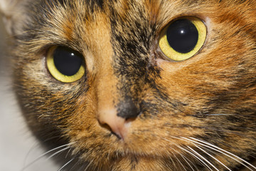 Tortoiseshell cat closeup portrait