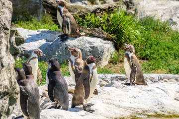 Colony Of Magellanic Penguins (Spheniscus Magellanicus)