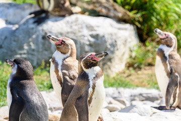 Colony Of Magellanic Penguins (Spheniscus Magellanicus)