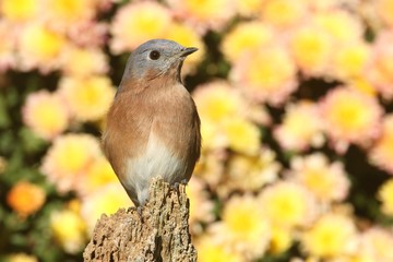 Eastern Bluebird