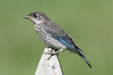 Baby Eastern Bluebird