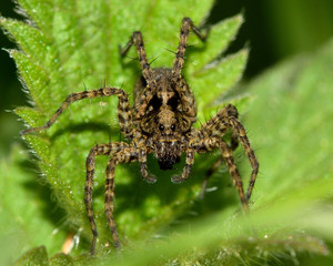 Wolf spider (Pardosa sp.)
