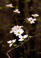 Dogwood Branch
