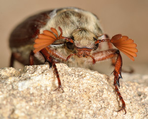 Cockchafer (Melolontha melolontha).  A head-on photograph of a cockchafer beetle covered in hair, with impressive antennae spread open

