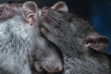 Fototapeta na wymiar a pair of rats