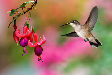 Fototapeta na wymiar Hummingbird feeding on Hardy Fuchsia Plant