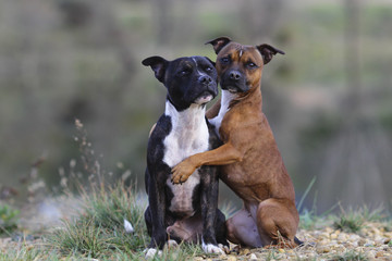 Staffordshire bull terrier hugging