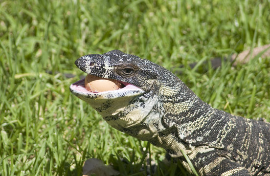 Sand goanna eating a egg.