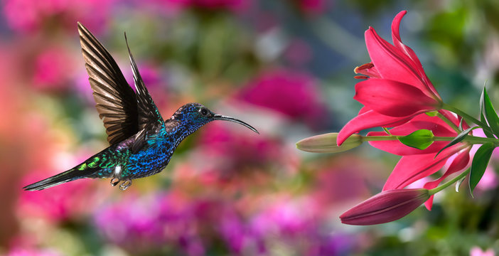 Male violet sabrewing (Campylopterus hemileucurus) in flight