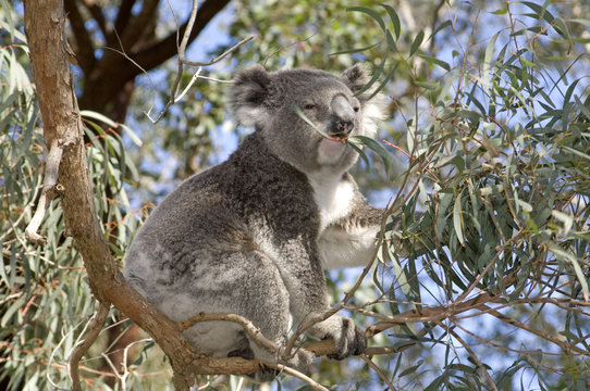 Koala feeding on gum leaves.