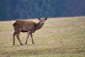 Naklejka na ściany i meble Female deer grazing in a meadow