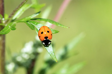 Ladybug sitting on a leaf plants
