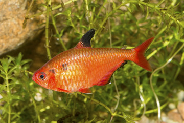 Obraz premium Red tetra fish in a aquarium